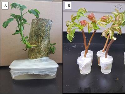 Development of rearing methodology for the invasive Spotted Lanternfly, Lycorma delicatula (Hemiptera: Fulgoridae)